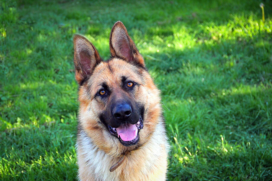 Ce înseamnă când visezi un câine