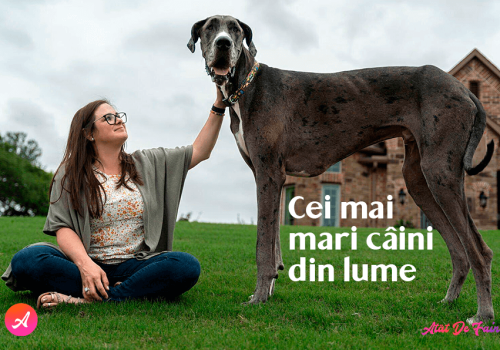 Cele mai mari câine din lume