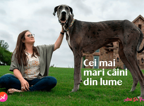 Cele mai mari câine din lume