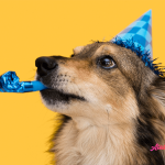 Cele mai superbe mesaje haioase de la mulți ani