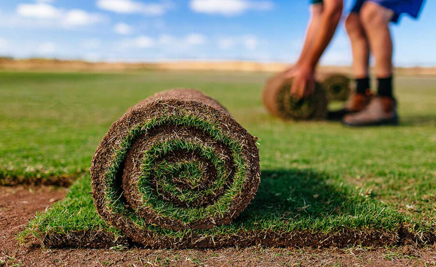 Gazon rulou universal Gazon rulou universal