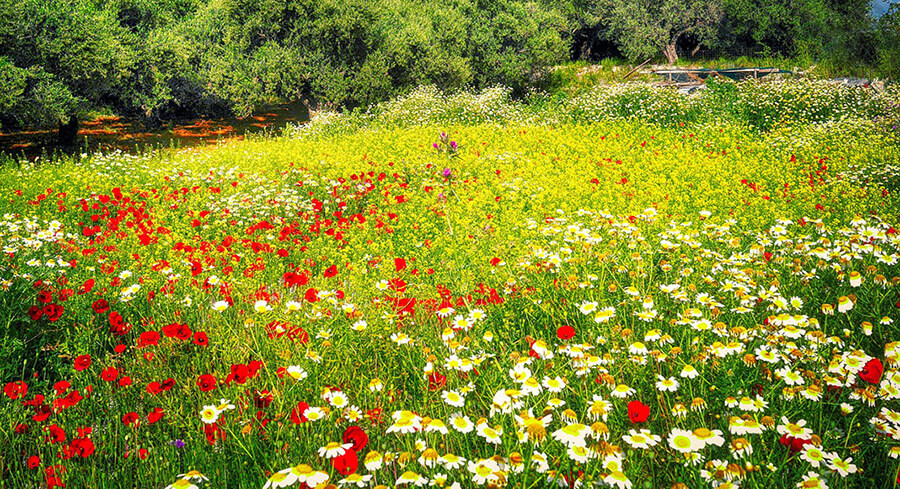 Gazonul de luncă sau maur