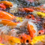 Interpretarea visului cu pește