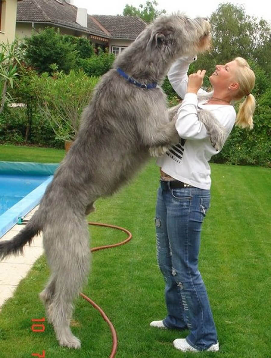 Irish Wolfhound Irish Wolfhound