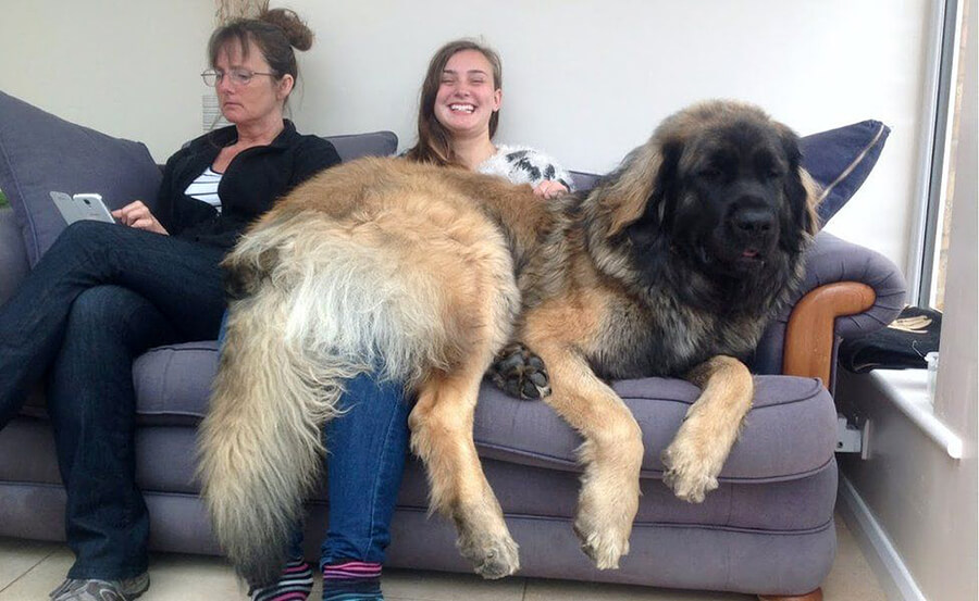Leonberger Leonberger