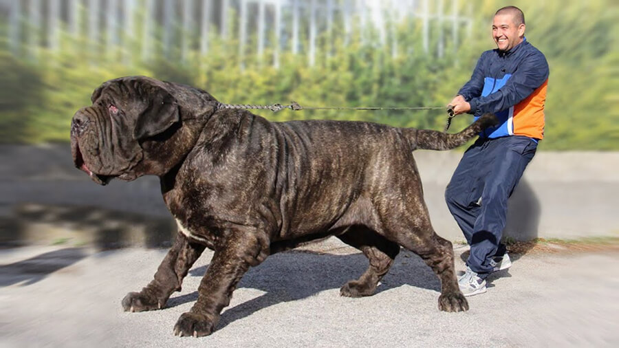 Mastiff englez Mastiff englez