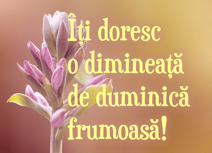 Mesaje de duminică Mesaje de duminică