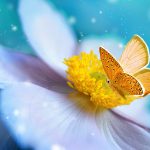 Mesaje de multumire pentru urari