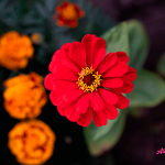 Mesaje de onomastică de Sf. Constantin și Elena