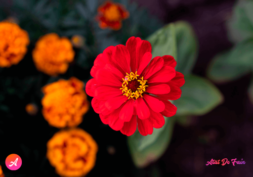 Mesaje de onomastică de Sf. Constantin și Elena