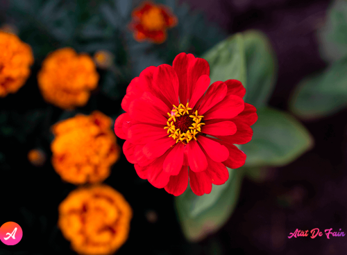 Mesaje de onomastică de Sf. Constantin și Elena