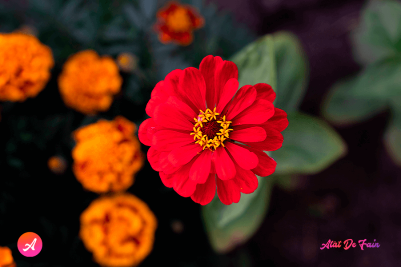 Mesaje de onomastică de Sf. Constantin și Elena