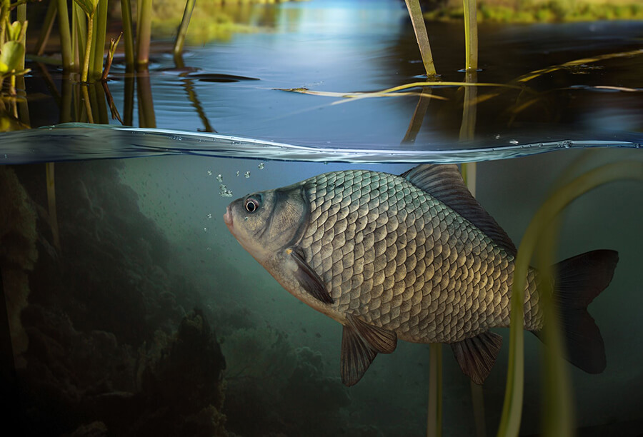 Peștii din cartea de vis Peștii din cartea de vis