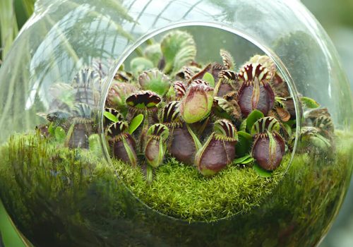 Plante carnivore