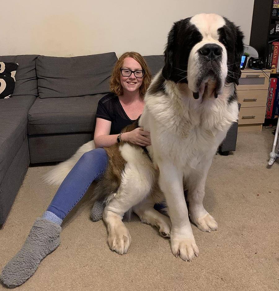 Saint-Bernard Saint-Bernard