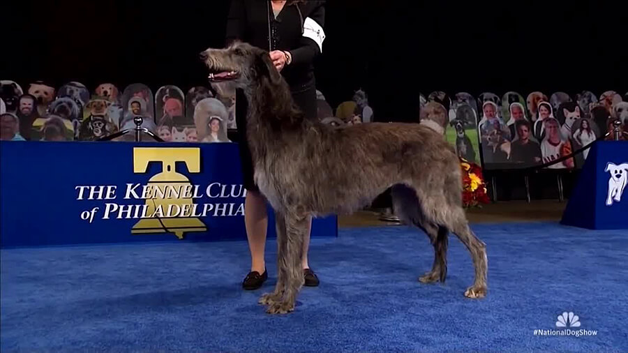 Scottish Deerhound Scottish Deerhound