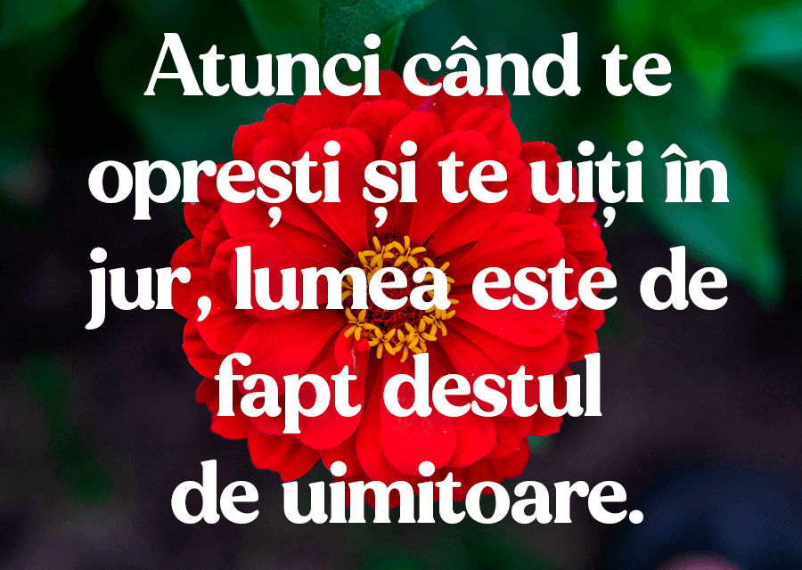 Statusuri lungi de viață