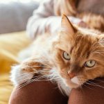 ce inseamna cand visezi o pisica